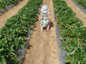 Local strawberry picking