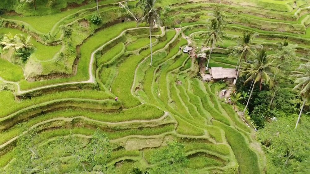 things to do in ubud