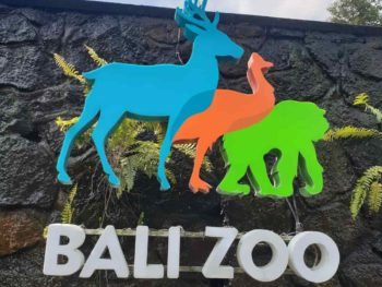 Bali Zoo Breakfast with Orangutans