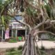 things to do coolum
