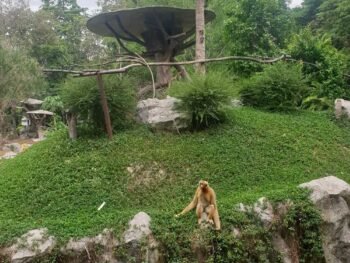 Chiang Mai Zoo